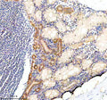 Anti-Zebrafish COPE Antibody