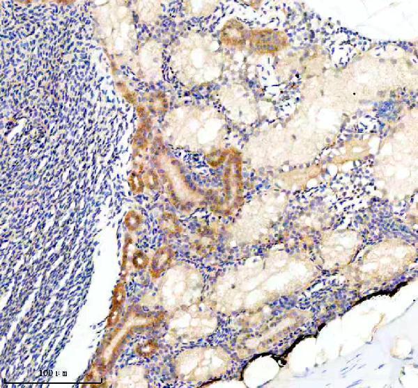 Anti-Zebrafish COPE Antibody