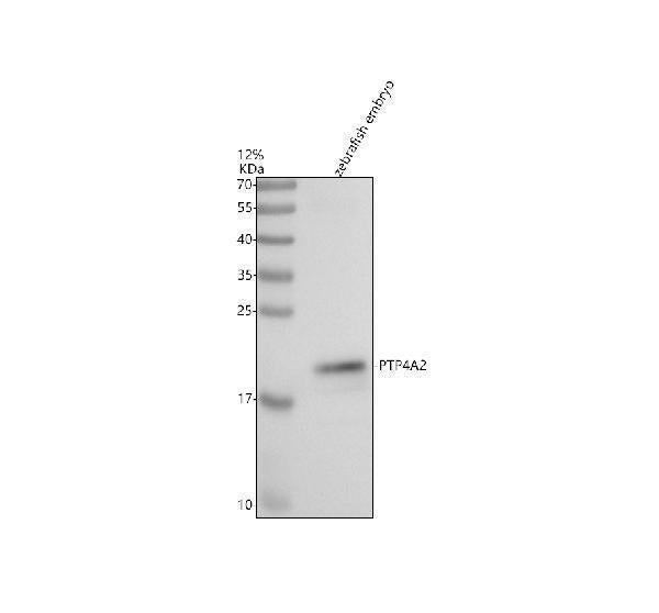 Anti-Zebrafish PTP4A2 Antibody Picoband®