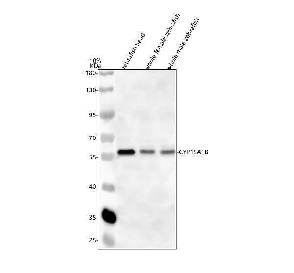 Anti-Zebrafish CYP19A1B Antibody Picoband®