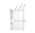 Anti-Zebrafish DJ-1/PARK7 Antibody Picoband®