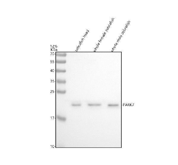 Anti-Zebrafish DJ-1/PARK7 Antibody Picoband®