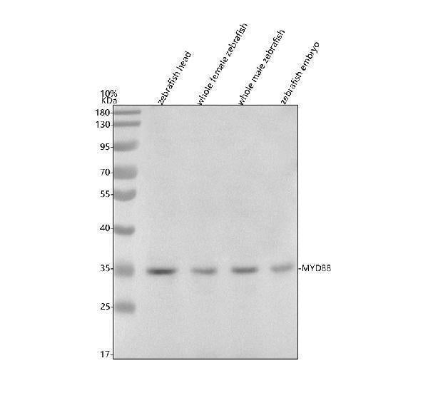 Anti-Zebrafish MYD88 Antibody Picoband®
