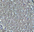 Anti-Zebrafish GNRH2 Antibody