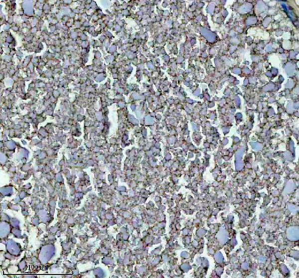 Anti-Zebrafish GNRH2 Antibody