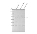 Anti-Zebrafish TGF Beta 3/TGFB3 Antibody Picoband®