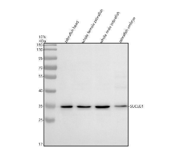 Anti-Zebrafish SUCLG1 Antibody Picoband®