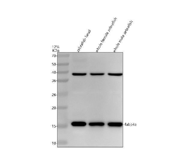 Anti-Zebrafish FABP4A Antibody Picoband®