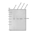 Anti-Zebrafish MSTNA Antibody Picoband®