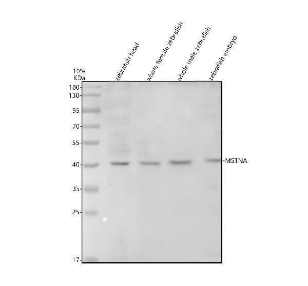 Anti-Zebrafish MSTNA Antibody Picoband®