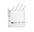 Anti-Zebrafish PFN2a/b Antibody Picoband®