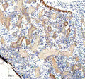 Anti-Zebrafish FHL2a/b Antibody