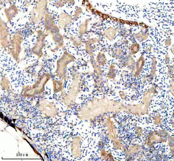 Anti-Zebrafish FHL2a/b Antibody
