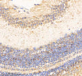 Anti-Zebrafish PSMC5 Antibody