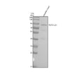 Anti-Zebrafish SUZ12a/b Antibody