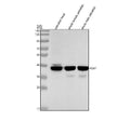 Anti-Zebrafish PDX1 Antibody Picoband®