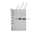 Anti-Zebrafish SOX1a/b Antibody Picoband®