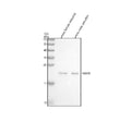 Anti-Zebrafish RAB10 Antibody Picoband®