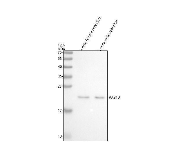 Anti-Zebrafish RAB10 Antibody Picoband®