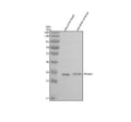 Anti-Zebrafish PSMA1 Antibody Picoband®