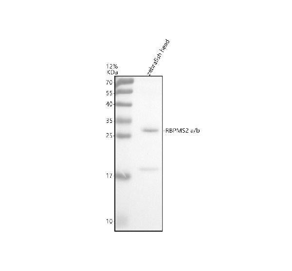 Anti-Zebrafish RBPMS2a/b Antibody Picoband®