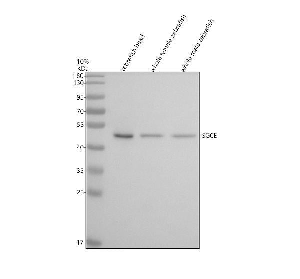 Anti-Zebrafish SGCE Antibody Picoband®