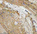 Anti-Zebrafish LZIC Antibody