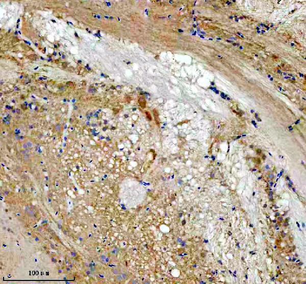 Anti-Zebrafish LZIC Antibody