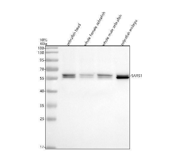 Anti-Zebrafish SARS/SARS1 Antibody Picoband®