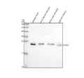 Anti-Zebrafish PSMB1 Antibody Picoband®