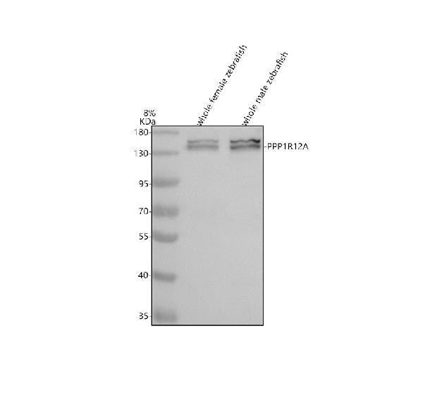 Anti-Zebrafish MYPT1/PPP1R12A Antibody Picoband®