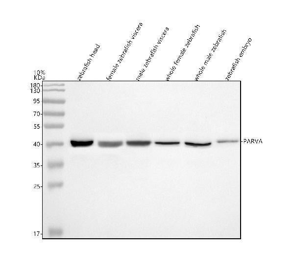 Anti-Zebrafish Alpha Parvin/Actopaxin/PARVA Antibody Picoband®