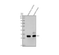 Anti-Zebrafish SOX3 Antibody Picoband®