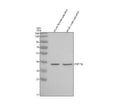Anti-Zebrafish PRPF18 Antibody Picoband®
