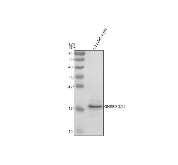Anti-Zebrafish SNRPD3/3l Antibody Picoband®