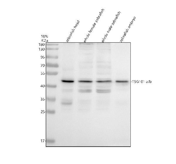 Anti-Zebrafish TSG101a/b Antibody Picoband®