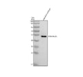 Anti-Zebrafish PSMD4a/b Antibody Picoband®