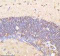 Anti-Zebrafish PSMD8 Antibody