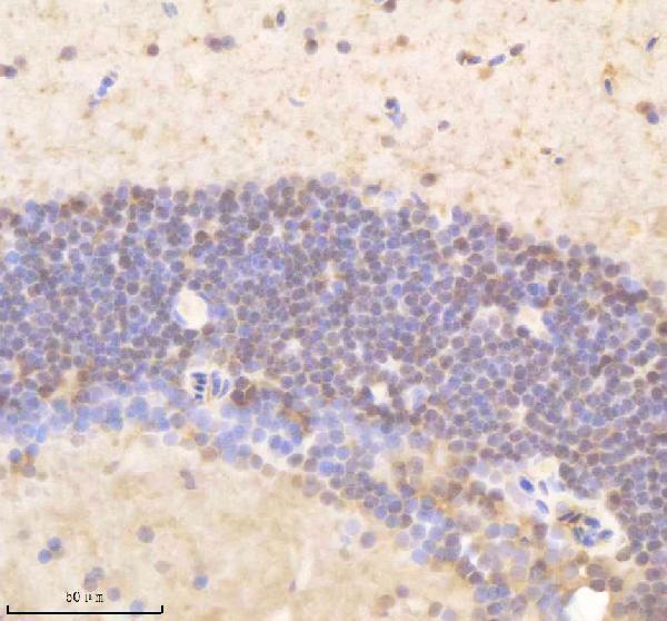 Anti-Zebrafish PSMD8 Antibody