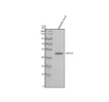 Anti-Zebrafish INTS12 Antibody Picoband®