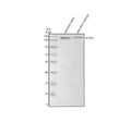 Anti-Zebrafish Collagen Type I/COL1A2 Antibody Picoband®