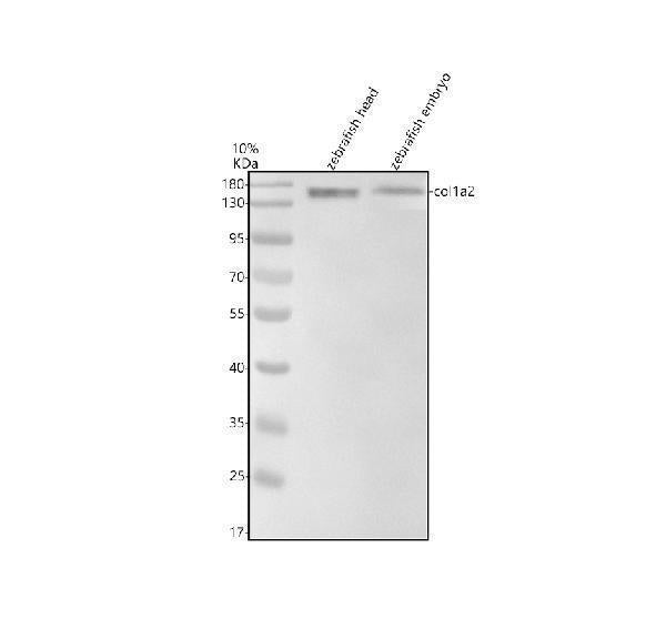 Anti-Zebrafish Collagen Type I/COL1A2 Antibody Picoband®
