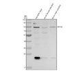 Anti-Zebrafish TRPV6 Antibody Picoband®