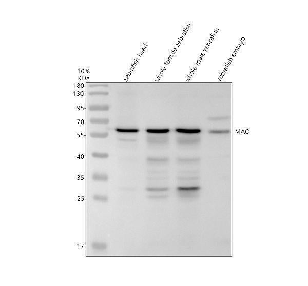 Anti-Zebrafish MAO Antibody Picoband®