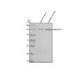 Anti-Zebrafish RAB3GAP1 Antibody Picoband®