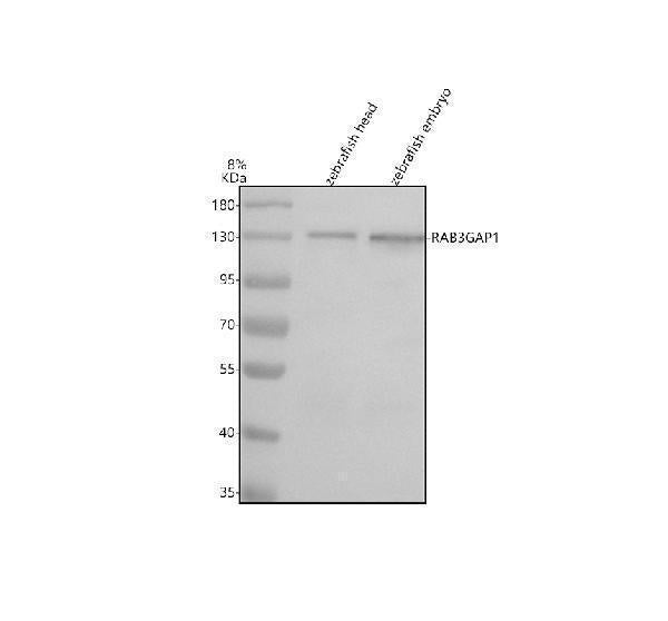 Anti-Zebrafish RAB3GAP1 Antibody Picoband®