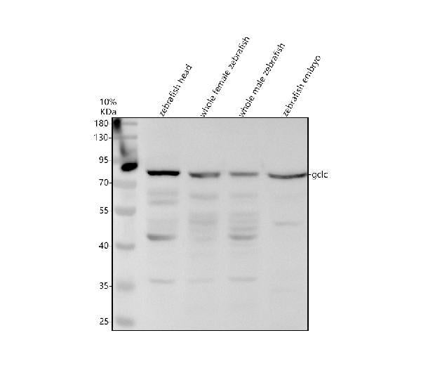 Anti-Zebrafish GCLC Antibody Picoband®