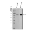 Anti-Zebrafish CCT5 Antibody Picoband®