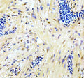 Anti-Zebrafish GATA6 Antibody