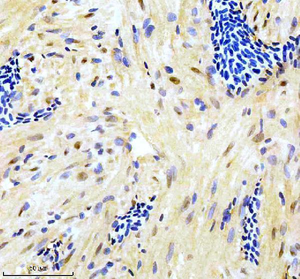 Anti-Zebrafish GATA6 Antibody
